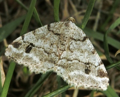 Macaria signaria