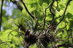 Tillandsia capitata