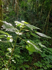 Dendrocnide urentissima