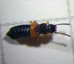 Anotylus insecatus