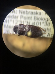 Carabidae
