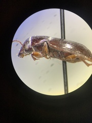 Carabidae