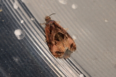 Olethreutes diallacta