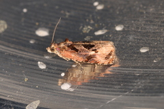 Olethreutes diallacta