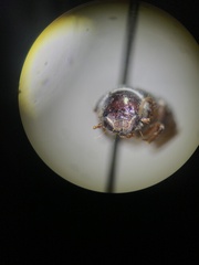 Carabidae