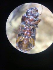 Carabidae