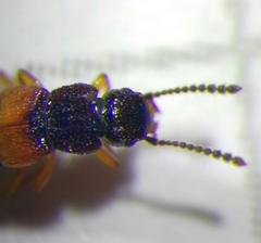 Anotylus insecatus
