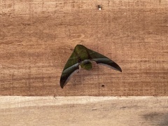 Oryba achemenides