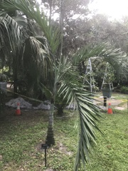 Pseudophoenix sargentii