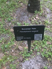 Pseudophoenix sargentii