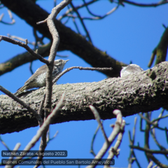 Dryobates stricklandi