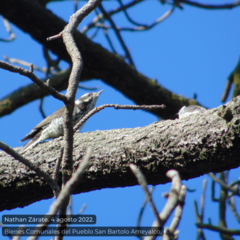 Dryobates stricklandi