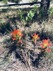 Castilleja glandulosa