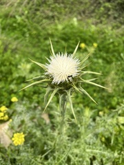 Silybum marianum