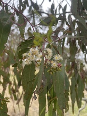Eucalyptus rhombica