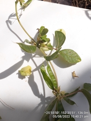 Macrotyloma axillare