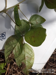 Macrotyloma axillare