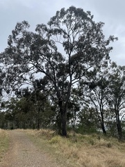 Eucalyptus rhombica