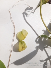 Macrotyloma axillare