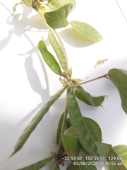 Macrotyloma axillare