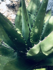 Agave gentryi