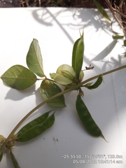 Macrotyloma axillare