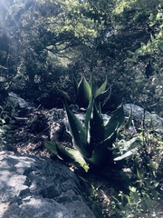 Agave gentryi