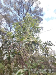 Macrotyloma axillare