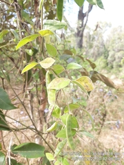 Macrotyloma axillare