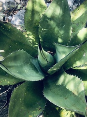 Agave gentryi