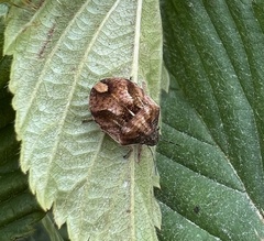Homaemus aeneifrons
