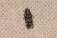 Chionodes thoraceochrella