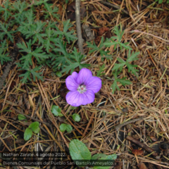 Geranium potentillifolium