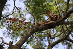 Tillandsia makoyana