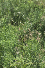 Napaea dioica