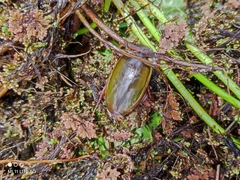 Dytiscus habilis