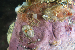 Rhyssoplax stangeri