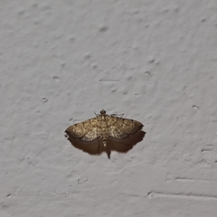 Salbia