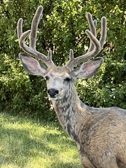 Odocoileus hemionus