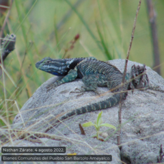 Sceloporus mucronatus
