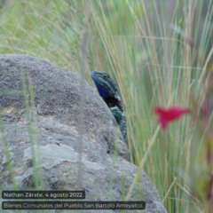 Sceloporus mucronatus
