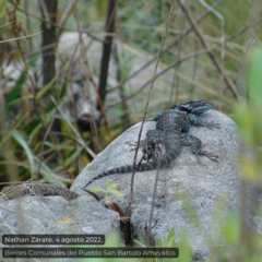 Sceloporus mucronatus