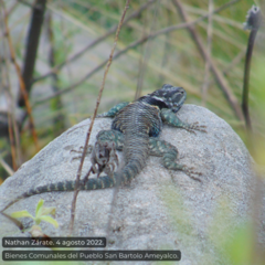Sceloporus mucronatus