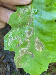 Stigmella quercipulchella