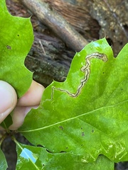 Stigmella quercipulchella