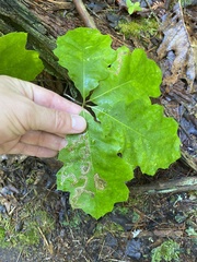 Stigmella quercipulchella