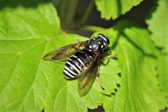 Temnostoma venustum