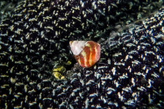 Micrelenchus sanguineus