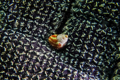 Micrelenchus sanguineus