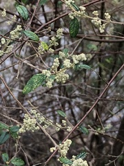 Pomaderris racemosa